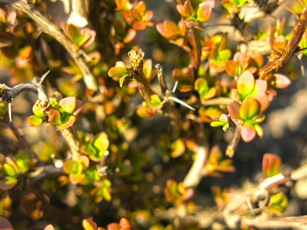Arbusto Jovem Com Folhas Vermelho Roxas Primavera — Fotografia de Stock