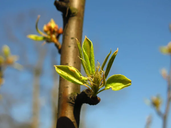 Flores Pêra Jovens Com Folhas Primavera — Fotografia de Stock