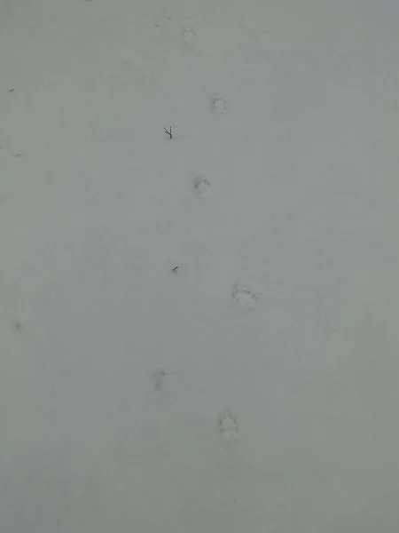 cat footprints in the white snow