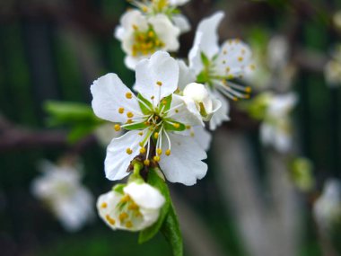 Kiraz çiçekleri: Dalların üzerinde beyaz çiçekler