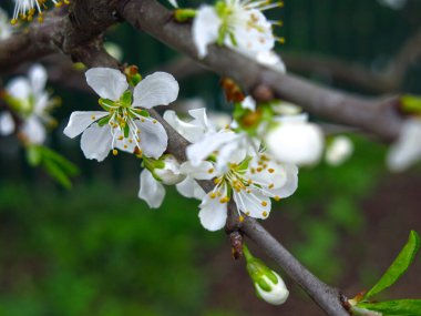 Kiraz çiçekleri: Dalların üzerinde beyaz çiçekler