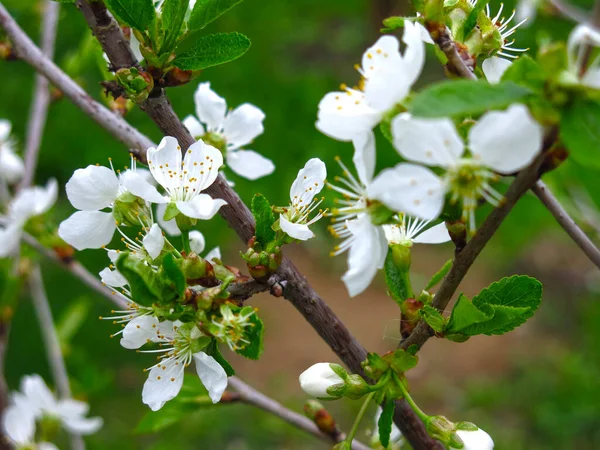 Fleurs Cerisier Fleurs Blanches Sur Les Branches Gros Plan — Photo