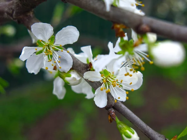 Kirschblüten Weiße Blüten Zweigen Aus Nächster Nähe — Stockfoto