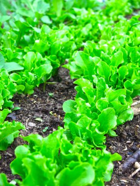 Bahçede taze yeşil marul yetişiyor.