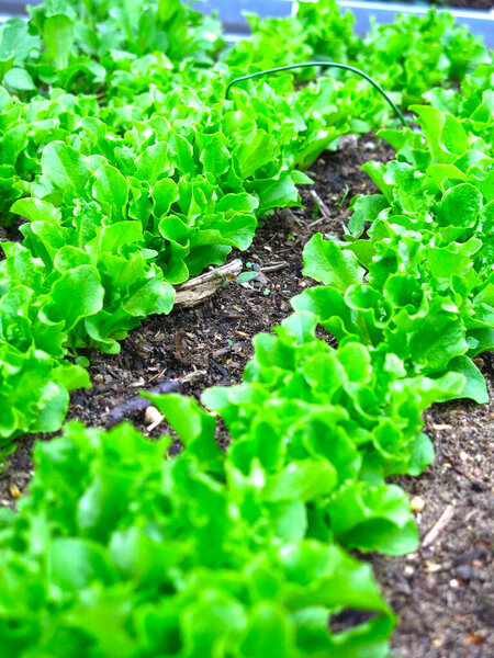 young green lettuce grows in the garden
