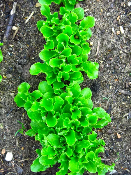 young green lettuce grows in the garden