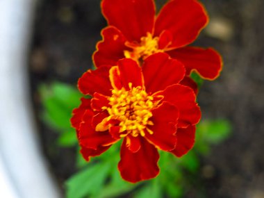 Bahçede kadife çiçekleri, sarı merkezli kırmızı çiçekler.