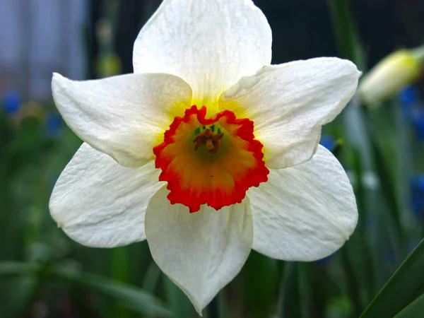 Narciso Florece Jardín Una Flor Blanca Con Núcleo Amarillo — Foto de Stock