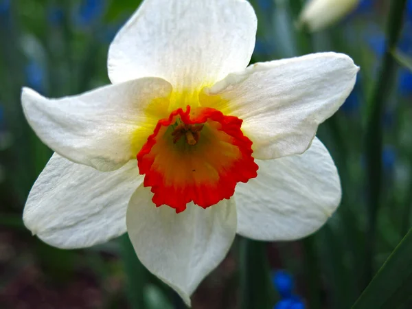 庭には幼虫が咲き 黄色い核を持つ白い花を咲かせます — ストック写真