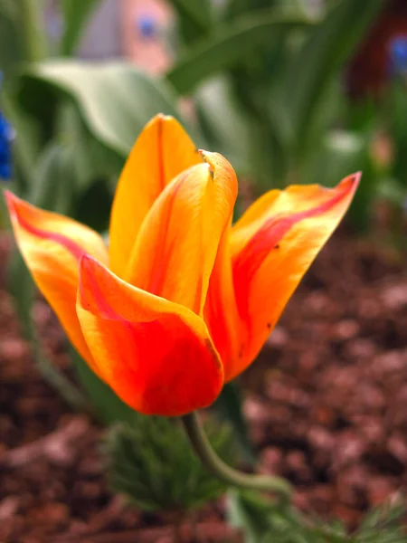 Żółto Czerwone Tulipany Kwitną Ogrodzie Wiosną — Zdjęcie stockowe