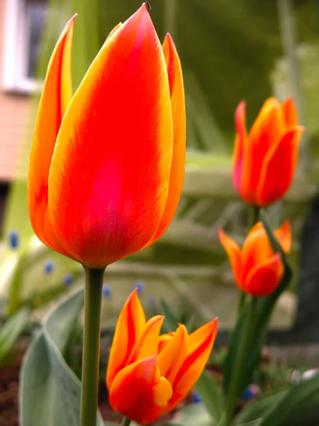 Tulipani Giallo Rossi Fioriscono Giardino Primavera — Foto Stock