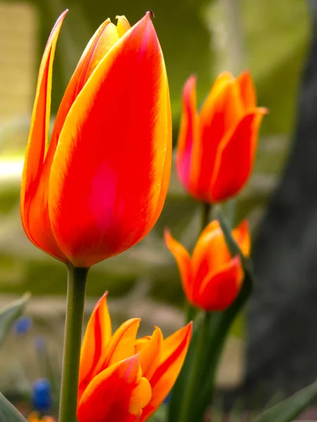 Весной Саду Цветут Желто Красные Тюльпаны — стоковое фото