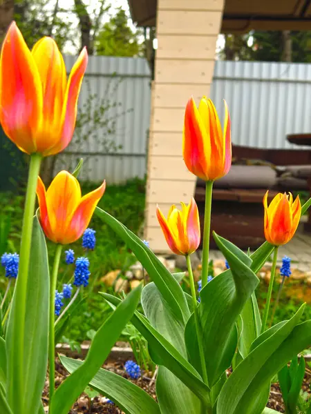 Yellow Red Tulips Bloom Garden Spring — Stock Photo, Image