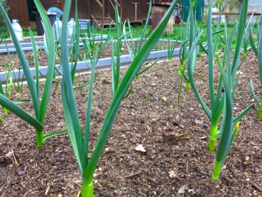 Sarımsak bahçede yetişir.
