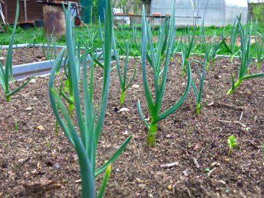 Sarımsak bahçede yetişir.