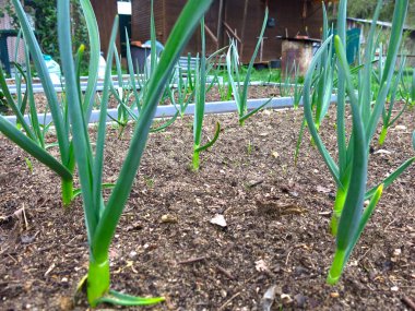 Sarımsak bahçede yetişir.