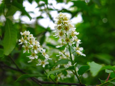Mayıs ayında ilkbaharda beyaz kiraz çiçekleri açar.