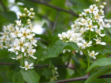 Mayıs ayında ilkbaharda beyaz kiraz çiçekleri açar.