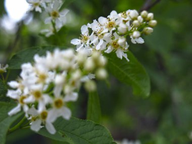 Mayıs ayında ilkbaharda beyaz kiraz çiçekleri açar.