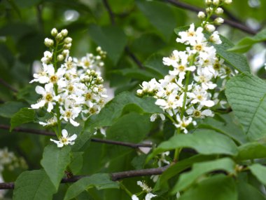 Mayıs ayında ilkbaharda beyaz kiraz çiçekleri açar.