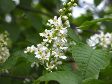 Mayıs ayında ilkbaharda beyaz kiraz çiçekleri açar.
