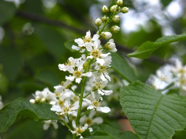 Mayıs ayında ilkbaharda beyaz kiraz çiçekleri açar.