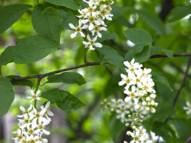 Mayıs ayında ilkbaharda beyaz kiraz çiçekleri açar.