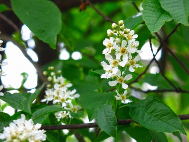 Mayıs ayında ilkbaharda beyaz kiraz çiçekleri açar.