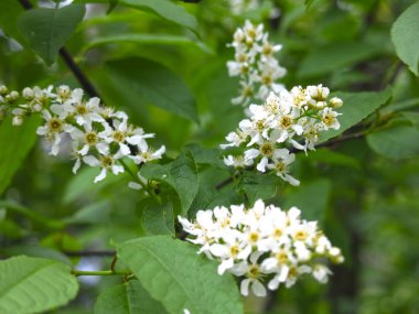 Mayıs ayında ilkbaharda beyaz kiraz çiçekleri açar.