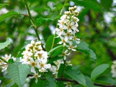 Mayıs ayında ilkbaharda beyaz kiraz çiçekleri açar.