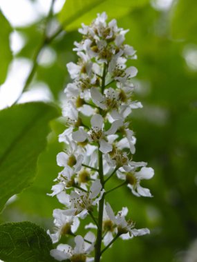 Mayıs ayında ilkbaharda beyaz kiraz çiçekleri açar.
