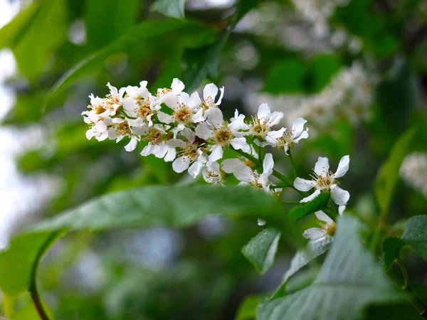 Flores Cereja Branca Primavera Maio — Fotografia de Stock