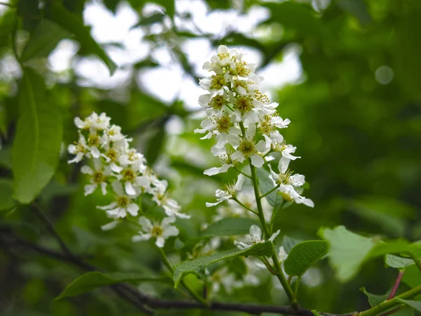 Flores Cereja Branca Primavera Maio — Fotografia de Stock