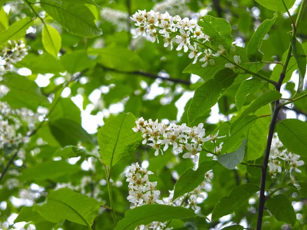 Flores Cereja Branca Primavera Maio — Fotografia de Stock