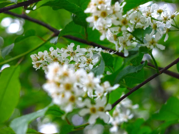 Flores Cereja Branca Primavera Maio — Fotografia de Stock