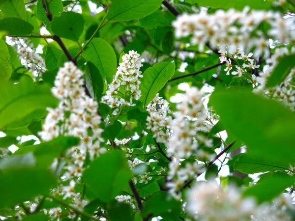 Flores Cereja Branca Primavera Maio — Fotografia de Stock