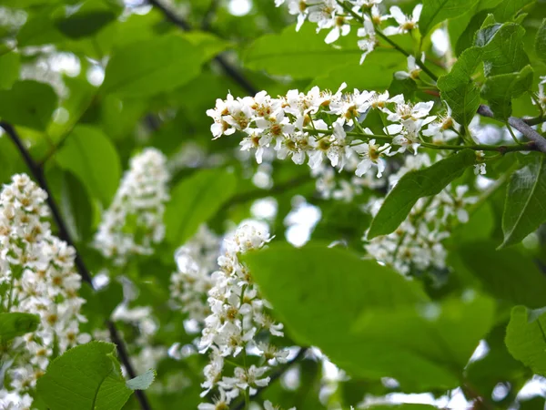 Flores Cereja Branca Primavera Maio — Fotografia de Stock