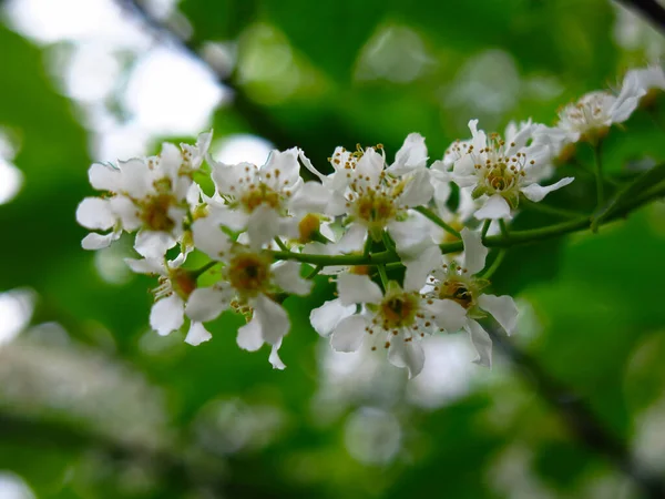 Flores Cereja Branca Primavera Maio — Fotografia de Stock