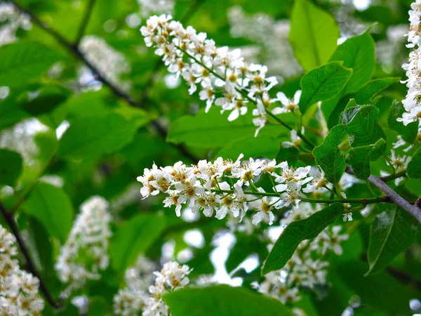 5月の白い桜 — ストック写真