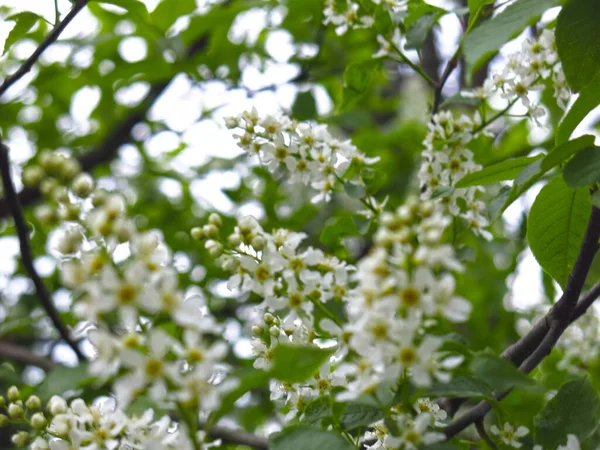 Flores Cerezo Blanco Primavera Mayo —  Fotos de Stock