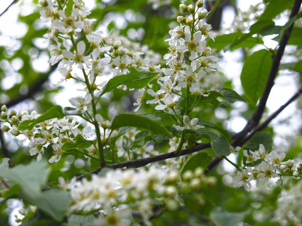 Flores Cereja Branca Primavera Maio — Fotografia de Stock