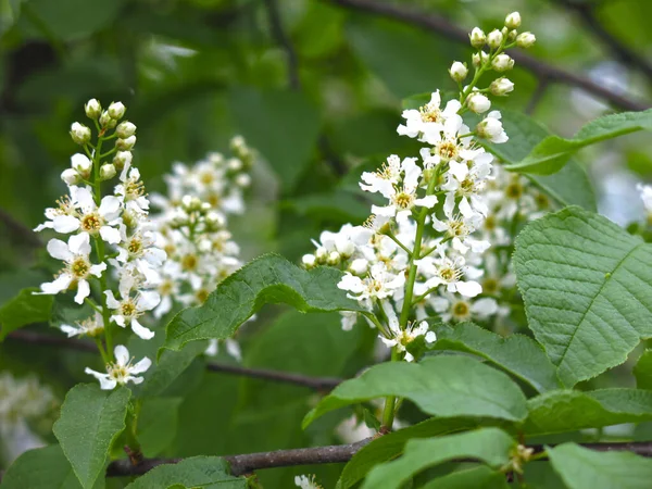 Flores Cereja Branca Primavera Maio — Fotografia de Stock