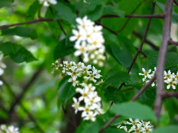 Flores Cereja Branca Primavera Maio — Fotografia de Stock