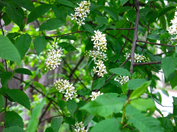 Flores Cereja Branca Primavera Maio — Fotografia de Stock