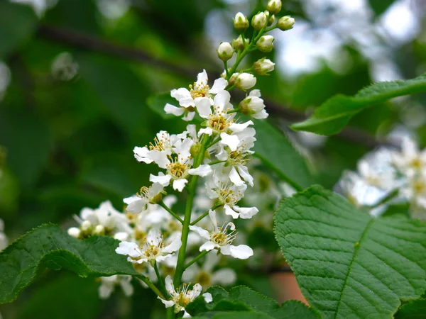 Flores Cereja Branca Primavera Maio — Fotografia de Stock