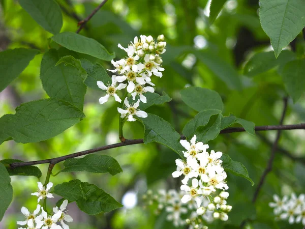 Vita Körsbär Blommor Våren Kan — Stockfoto