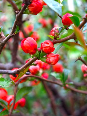 Japon ayva çiçekleri bahçede kırmızıdır.
