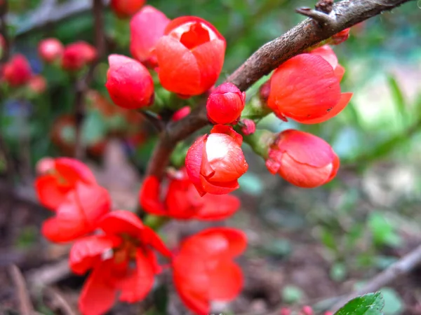 Japanese Quince Blooms Red Garden — Stock Photo, Image