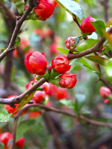 Японская Айва Цветет Красным Цветом Саду — стоковое фото