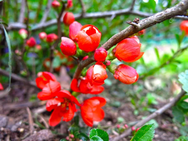 Japanische Quitte Blüht Rot Garten — Stockfoto